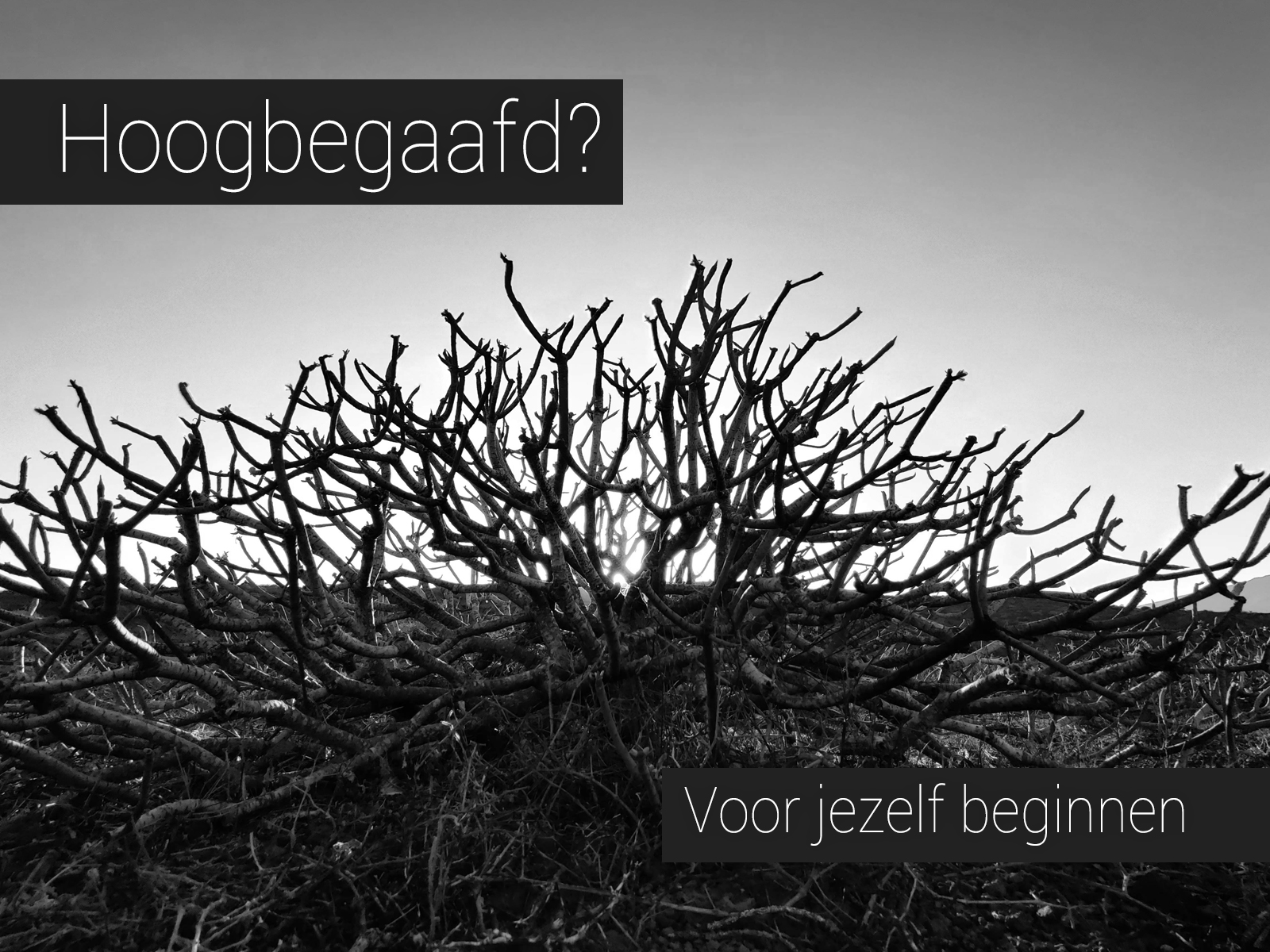 Zwart-wit foto van een kale struik in een desolaat landschap met de tekst: Hoogbegaafd? Voor jezelf beginnen.